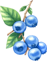 blåbär frukt vattenfärg element png