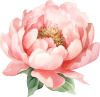 Vintage peony Flower watercolor element png