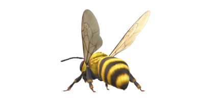 Biene isoliert auf ein transparent Hintergrund png
