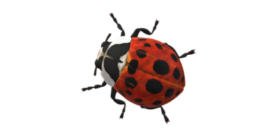 coccinelle isolé sur une transparent Contexte png