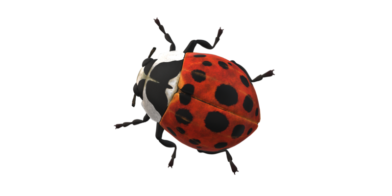 Ladybug isolated on a Transparent Background 24249280 PNG