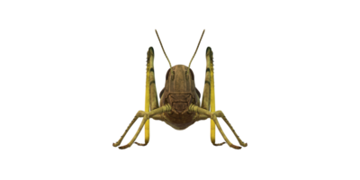 Grasshopper isolated on a Transparent Background png