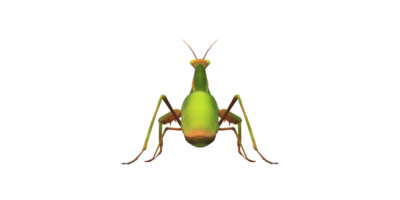 Praying Mantis isolated on a Transparent Background png