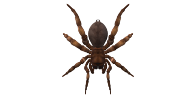 Trapdoor Spider isolated on a Transparent Background png