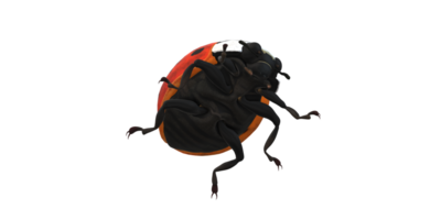 coccinelle isolé sur une transparent Contexte png