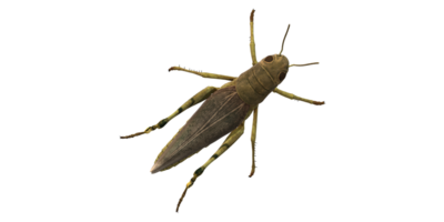 Grasshopper isolated on a Transparent Background png