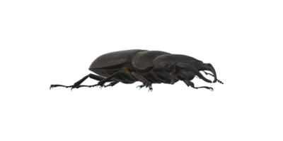 cervo scarafaggio isolato su un' trasparente sfondo png