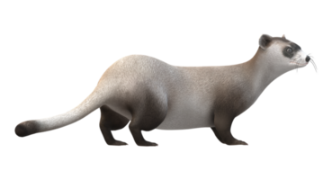 Weasel isolated on a Transparent Background png