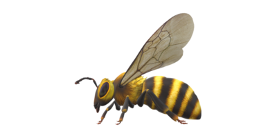 Biene isoliert auf ein transparent Hintergrund png