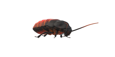 Oriental Cockroach isolated on a Transparent Background png