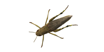 Grasshopper isolated on a Transparent Background png