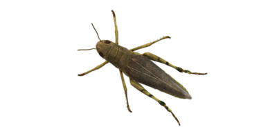 Grasshopper isolated on a Transparent Background png