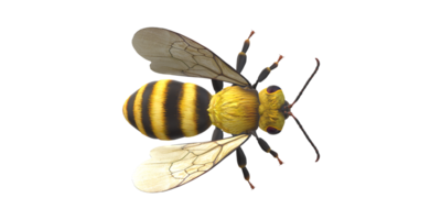 Bee isolated on a Transparent Background png