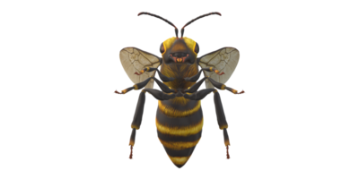 Bee isolated on a Transparent Background png