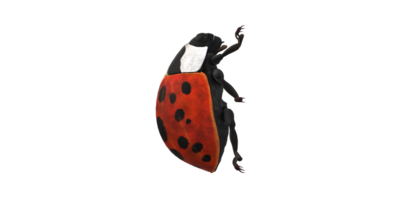 coccinelle isolé sur une transparent Contexte png