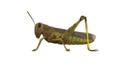 Grasshopper isolated on a Transparent Background png