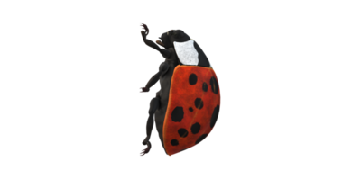 coccinelle isolé sur une transparent Contexte png