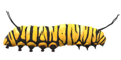 Caterpillar isolated on a Transparent Background png