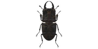 ciervo escarabajo aislado en un transparente antecedentes png