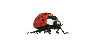 coccinelle isolé sur une transparent Contexte png