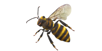 abeille isolé sur une transparent Contexte png
