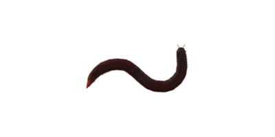 Millipede isolated on a Transparent Background png