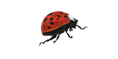 coccinelle isolé sur une transparent Contexte png