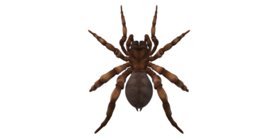 Trapdoor Spider isolated on a Transparent Background png