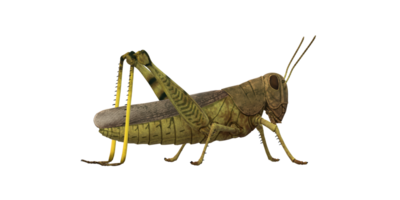 Grasshopper isolated on a Transparent Background png