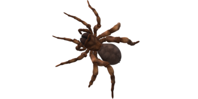 Falltür Spinne isoliert auf ein transparent Hintergrund png