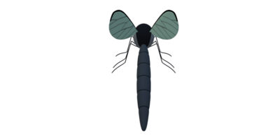 mosquito isolado em uma transparente fundo png