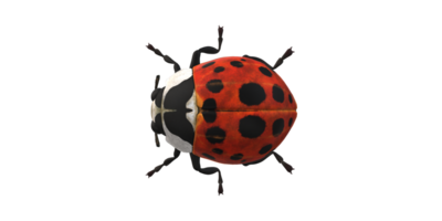 coccinelle isolé sur une transparent Contexte png