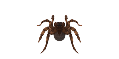 Trapdoor Spider isolated on a Transparent Background png