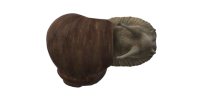 Snail isolated on a Transparent Background png