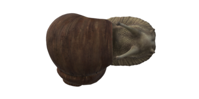 Schnecke isoliert auf ein transparent Hintergrund png