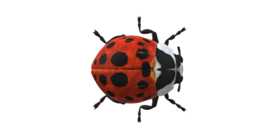 coccinelle isolé sur une transparent Contexte png