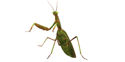 Orando mantis aislado en un transparente antecedentes png