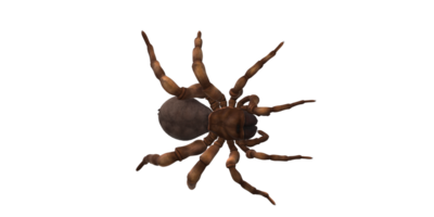 Trapdoor Spider isolated on a Transparent Background png