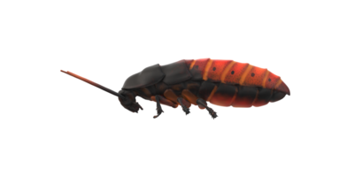 Oriental Cockroach isolated on a Transparent Background png