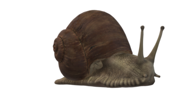 caracol aislado en un transparente antecedentes png