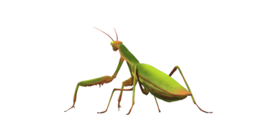 Orando mantis aislado en un transparente antecedentes png