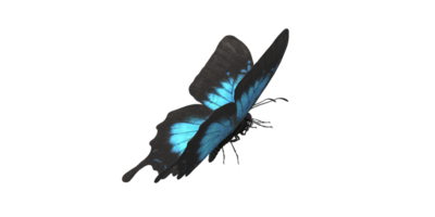 farfalla isolato su un' trasparente sfondo png