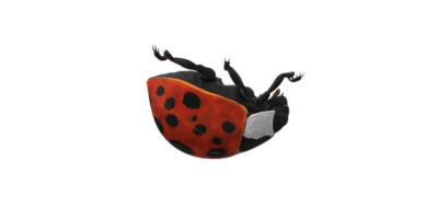 coccinelle isolé sur une transparent Contexte png