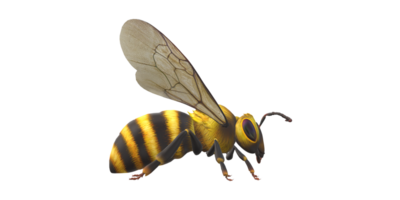 abeja aislado en un transparente antecedentes png