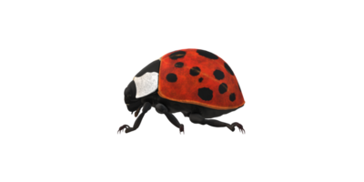 coccinelle isolé sur une transparent Contexte png