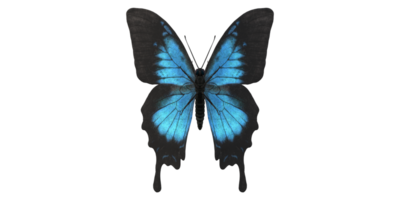 papillon isolé sur une transparent Contexte png