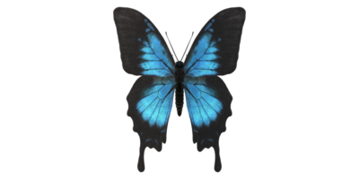 Schmetterling isoliert auf ein transparent Hintergrund png