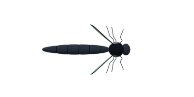 Mosquito isolated on a Transparent Background png