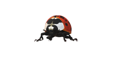 coccinelle isolé sur une transparent Contexte png