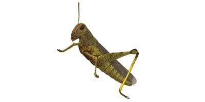 Grasshopper isolated on a Transparent Background png